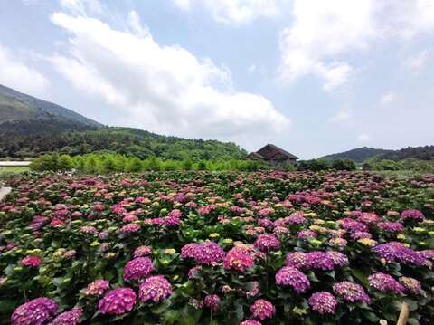 2025竹子湖海芋季及繡球花季-陽明山竹子湖頂湖地區繡球花海