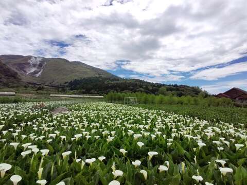 2025竹子湖海芋季及繡球花季-陽明山火山下的純白海芋花海