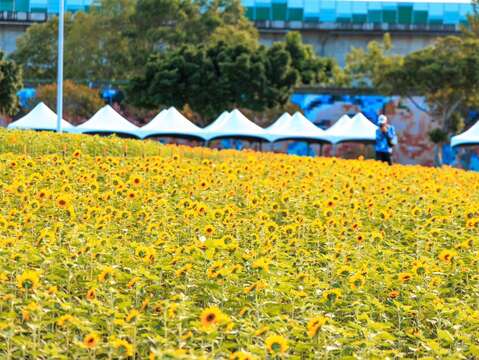 大佳河濱花海如彩毯鋪展，美不勝收 康芮颱風前花況(圖片來源：臺北市政府工務局水利工程處)
