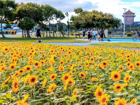 大佳河濱花海迎風綻放，吸引遊人駐足 康芮颱風前花況(圖片來源：臺北市政府工務局水利工程處)