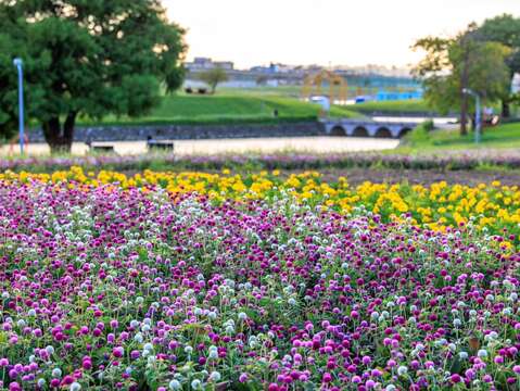 徜徉花海之中，美堤河濱充滿詩意風景 康芮颱風前花況(圖片來源：臺北市政府工務局水利工程處)