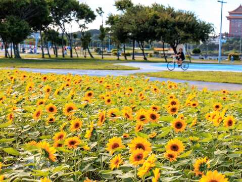 大佳河濱花海盛開 康芮颱風前花況(圖片來源：臺北市政府工務局水利工程處)
