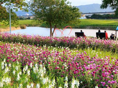 河畔花開，美堤河濱展現繽紛生命力 康芮颱風前花況(圖片來源：臺北市政府工務局水利工程處)