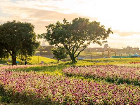 美堤河濱花海 康芮颱風前花況(圖片來源：臺北市政府工務局水利工程處)