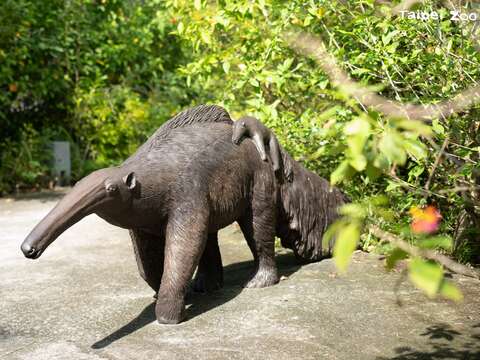 動物園配合各區主題的展示意象，在園內設置動物雕像，2024年在熱帶雨林區的參觀步道，增設了大食蟻獸、樹獺、水豚等三種動物的雕塑點綴園區環境。(圖片來源：臺北市立動物園)
