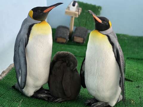 2022年底從臺北市立動物園借殖到桃園Xpark的國王企鵝嘟胖，在今年生下一顆蛋，已順利孵化出企鵝寶寶。(圖片來源：Xpark提供)