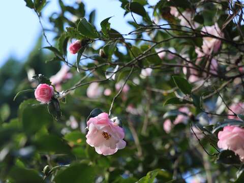 浪漫紅白相間的茶梅(圖片來源：臺北市政府工務局公園路燈工程管理處)