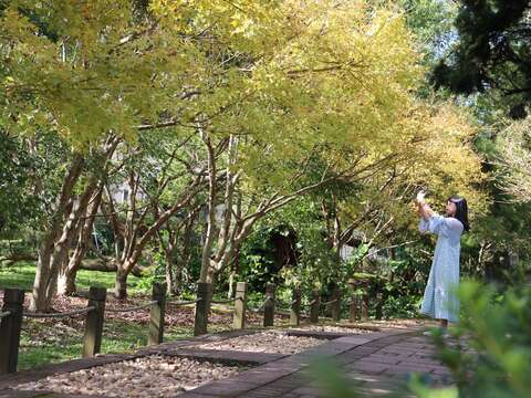 陽光灑落下，隨手一拍便是美景(圖片來源：臺北市政府工務局公園路燈工程管理處)