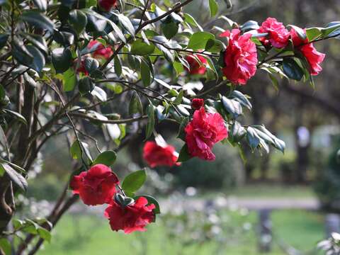 園區茶花已盛開迎賓(圖片來源：臺北市政府工務局公園路燈工程管理處)