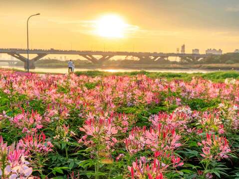 延平河濱花海 近萬盆醉蝶花作為花海主設計(圖片來源：臺北市政府工務局水利工程處)