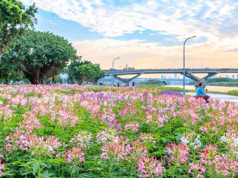 延平河濱「英式庭園」風格的繽紛花海接續綻放(圖片來源：臺北市政府工務局水利工程處)