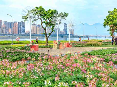 延平河濱花海 賞花期自即日起持續到聖誕節(圖片來源：臺北市政府工務局水利工程處)