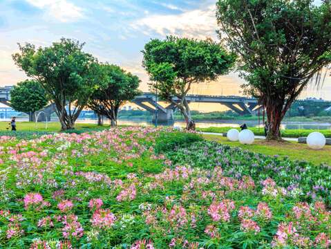 在蜿蜒的樹叢下營造充滿浪漫氛圍的花海(圖片來源：臺北市政府工務局水利工程處)