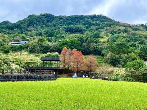 臺北大縱走第七段-樟樹步道(魯冰花)(圖片來源：臺北市政府工務局大地工程處)