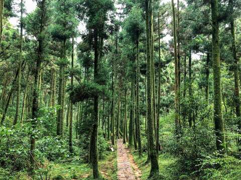 臺北大縱走第三段-頂山石梯嶺(圖片來源：臺北市政府工務局大地工程處)