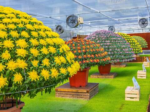 今年特別打開苗圃溫室，讓民眾可以親自見識大立菊的生長環境並了解栽培大立菊的過程，「匠心獨菊・大立菊的家」千萬別錯過!(圖片來源：臺北市政府工務局公園路燈工程管理處)