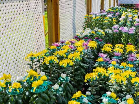 「大菊品種展示區」 展出近80種各色型態由公園處栽培的大菊品種及進口新品種菊花展示，打破以往直線式的展示手法，以錯落的木箱呈現讓大菊之美(圖片來源：臺北市政府工務局公園路燈工程管理處)