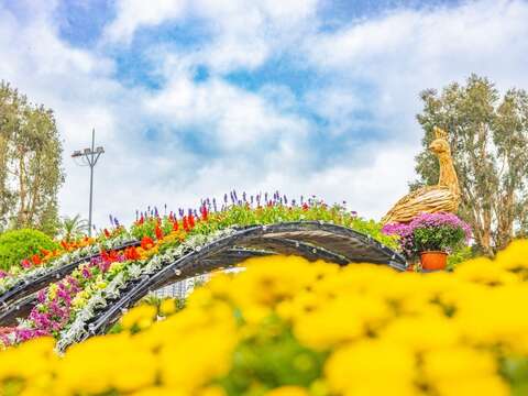 優雅的孔雀以各色的菊花呈現華麗的羽毛完美詮釋了「菊光遍羽」(圖片來源：臺北市政府工務局公園路燈工程管理處)