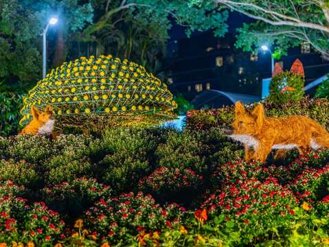 首次開放士林官邸夜間賞花，在各展區中使用景觀燈飾，引領大家看見不一樣的菊展風貌(圖片來源：臺北市政府工務局公園路燈工程管理處)