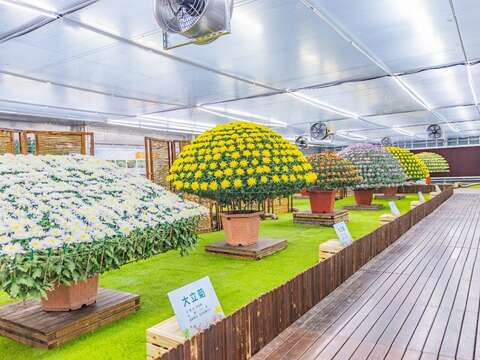 首次打開苗圃揭密大立菊培植環境，下班後的晚上也可無死角的360度近距離欣賞到公園處獨有技術－大立菊(圖片來源：臺北市政府工務局公園路燈工程管理處)