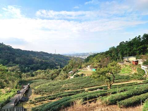 貓空水土保持茶園可以看到整片茶山風光(圖片來源：臺北市政府工務局大地工程處)