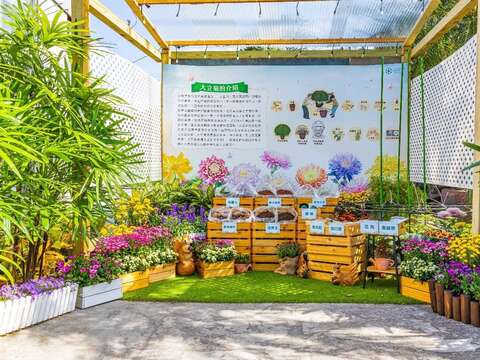 為您詳解何謂大立菊,並展示栽培所需要的工具(圖片來源:臺北市政府工務局公園路燈工程管理處)