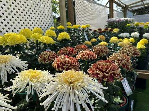 公園處同仁自行栽培的多品種大菊(圖片來源:臺北市政府工務局公園路燈工程管理處)