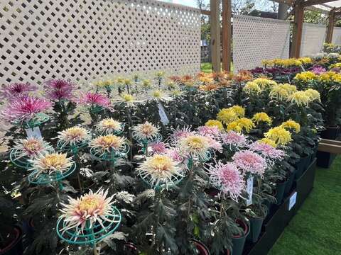 大菊品種展示區,展示豐富花型的大菊(圖片來源:臺北市政府工務局公園路燈工程管理處)