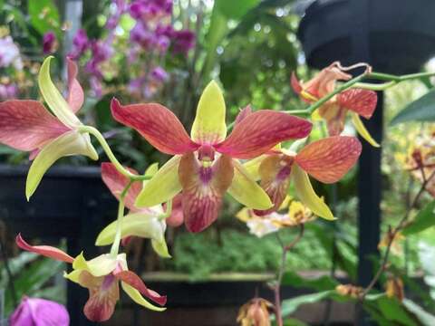 蘭花植物區展出的石斛蘭(圖片來源:臺北市政府工務局公園路燈工程管理處)