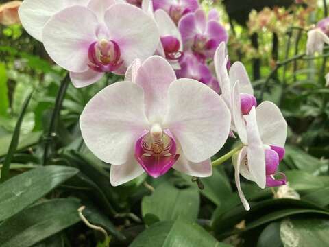 粉花型蝴蝶蘭(圖片來源:臺北市政府工務局公園路燈工程管理處)