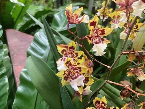 同於蘭花植物區展出的文心蘭(圖片來源:臺北市政府工務局公園路燈工程管理處)