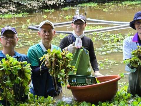 下生態池清外來種是工作日重頭戲。(圖片來源:臺北市政府工務局公園路燈工程管理處)