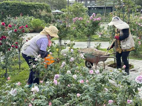 志工協助苗圃同仁養護玫瑰園(圖片來源:臺北市政府工務局公園路燈工程管理處)