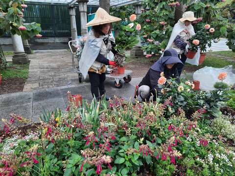 臺北玫瑰園志工跟隨苗圃小老師辛勤服勤身影。(圖片來源:臺北市政府工務局公園路燈工程管理處)