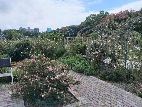 臺北玫瑰園迎來新一波花期。(圖片來源:臺北市政府工務局公園路燈工程管理處)