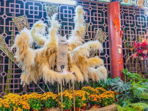 東方動物園展區優雅魅惑的蘆葦九尾狐(圖片來源：臺北市政府工務局公園路燈工程管理處)