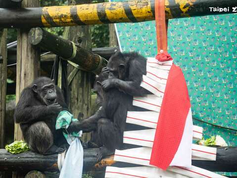 聰穎敏捷的黑猩猩，三兩下就拿到好料(圖片來源：臺北市立動物園)