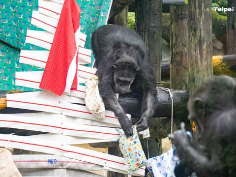 臺北市立動物園特別準備了聖誕禮物給非洲動物區的黑猩猩們！邀請大家來園和動物們一同感受年末節日的溫馨(圖片來源：臺北市立動物園)