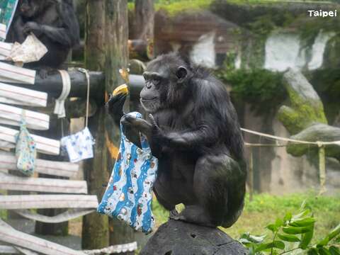特製的禮物袋中是黑猩猩的早餐(圖片來源：臺北市立動物園)
