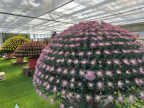 公園處園藝職工耗費近二年栽培而成的大立菊是每年菊展的必看重點(圖片來源：臺北市政府工務局公園路燈工程管理處)