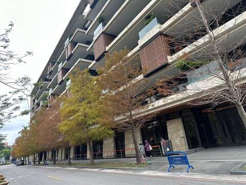 位於中山北路五段470巷旁的落羽松葉子已悄然轉黃了(圖片來源：臺北市政府工務局公園路燈工程管理處)