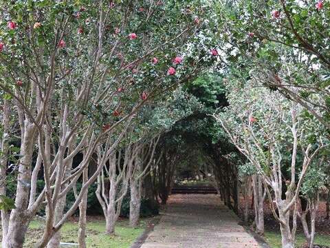 茶花隧道(圖片來源：臺北市政府工務局公園路燈工程管理處)