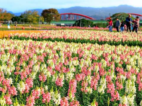 花海選用粉色系草花鋪排出波浪形狀(圖片來源：臺北市政府工務局水利工程處)