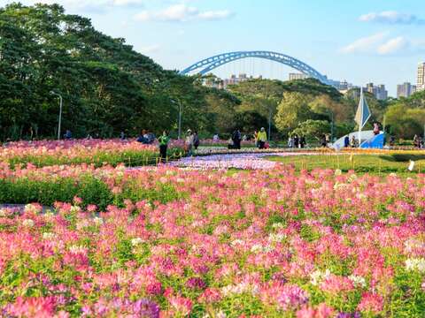 醉蝶花海營造粉色浪漫(圖片來源：臺北市政府工務局水利工程處)