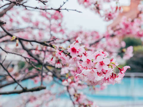 2025 LOHAS Cherry Blossom Festival