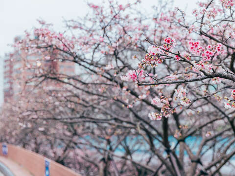 2025 LOHAS Cherry Blossom Festival
