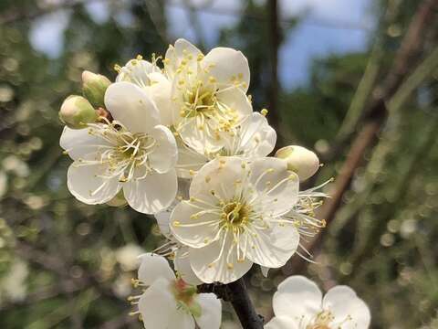 梅花隨風飄散，伴隨陣陣沁人心脾梅花香。(圖片來源：臺北市政府工務局公園路燈工程管理處)