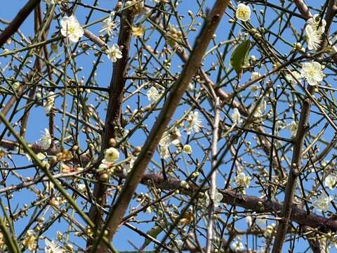園內老梅樹枝枒上已經開始結了纍纍的花苞，宣告今年度的賞梅即將揭幕。(圖片來源：臺北市政府工務局公園路燈工程管理處)