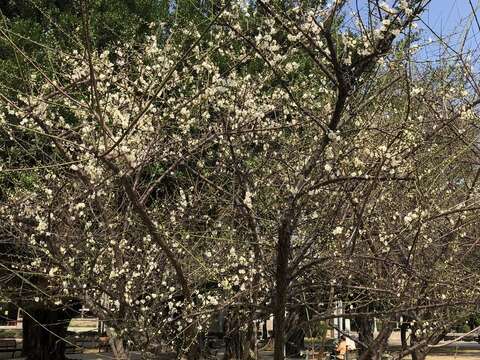榮星花園公園梅樹即將進入花期。(圖片來源：臺北市政府工務局公園路燈工程管理處)