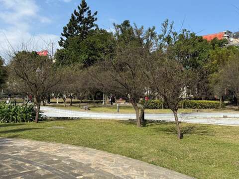 榮星花園公園荷花池畔有許多梅花進入花期，也有不少正在含苞待放。(圖片來源：臺北市政府工務局公園路燈工程管理處)